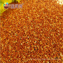 red millet chineses red broom corn millet